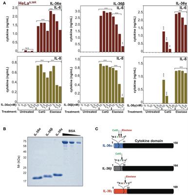 IL-1α and IL-36 Family Cytokines Can Undergo Processing and Activation by Diverse Allergen-Associated Proteases